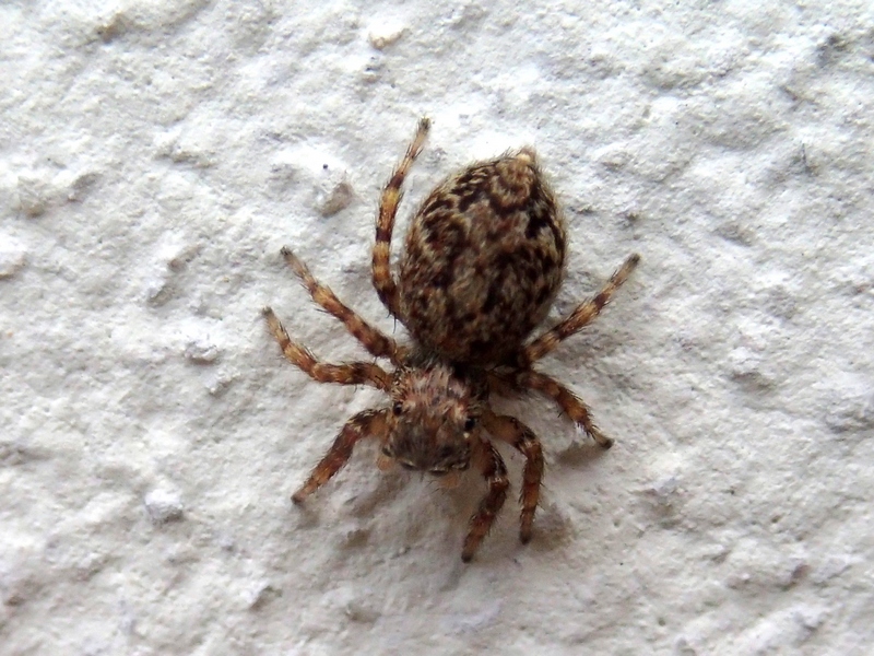 Pseudeuophrys sp. - Treviso (TV)